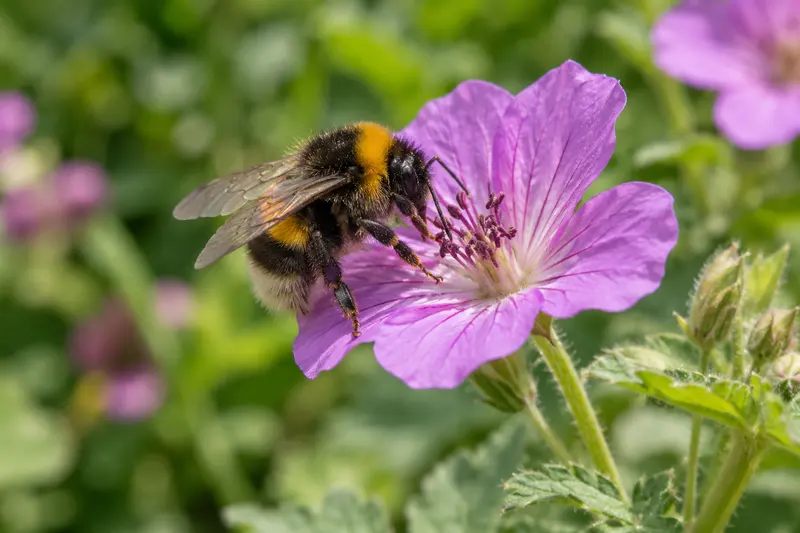 Bumblebee visiting a garden flower.