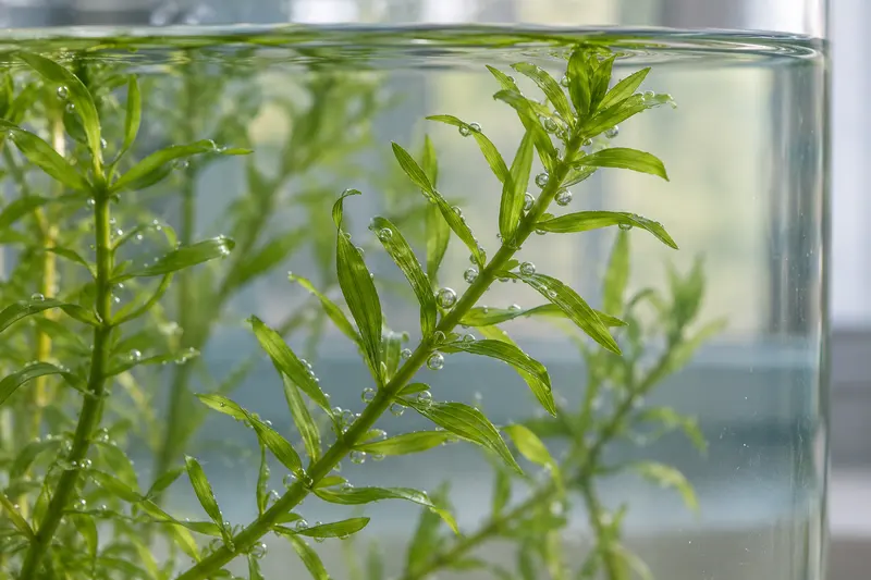 Submerged green pondweed with small gas bubbles attached to leaves and stems.